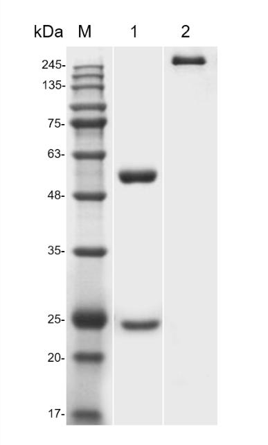 Fig.1 SDS-PAGE analysis of TAB-334CQ. (Creative Biolabs Original)