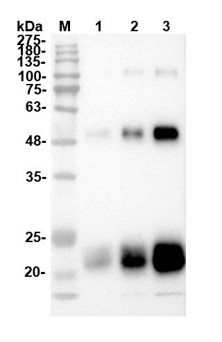 Fig.4 WB analysis of TAB-334CQ. (Creative Biolabs Original)