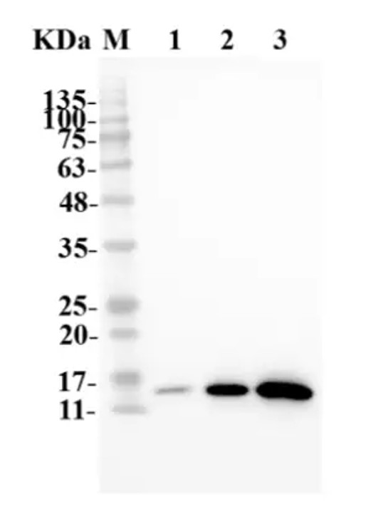 Fig.1 WB analysis. (Creative Biolabs Original)