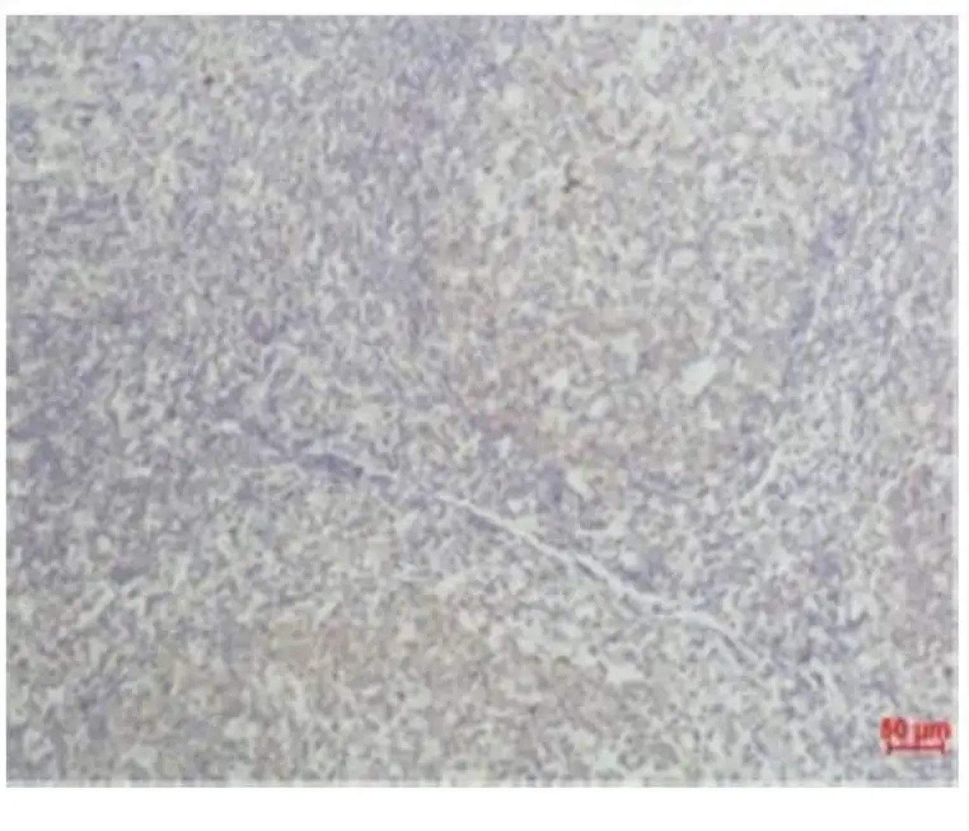 Fig.4 IHC analysis. (Creative Biolabs Original)