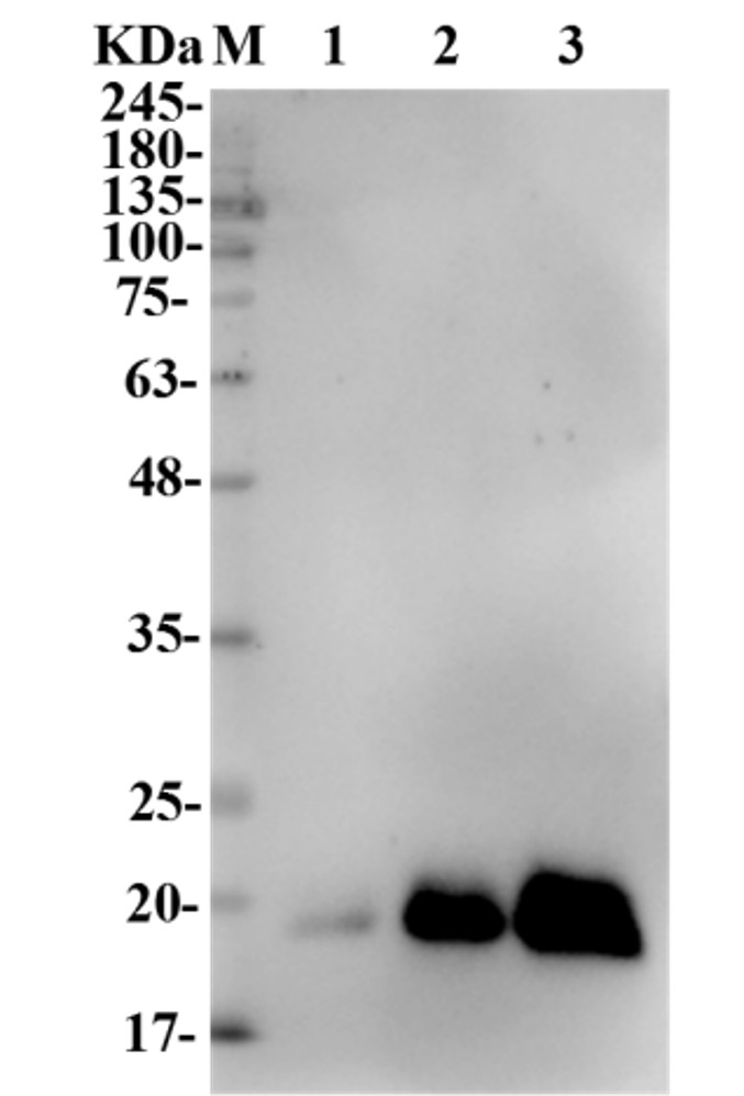 Fig.2 WB analysis. (Creative Biolabs Original)