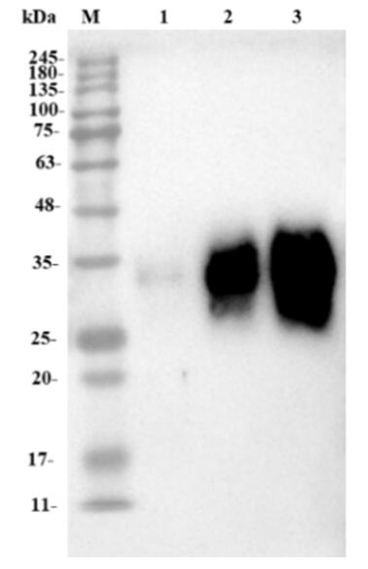 Fig.2 WB analysis. (Creative Biolabs Original)