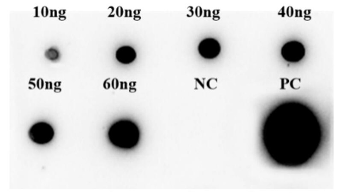 Fig.3 DB analysis. (Creative Biolabs Original)