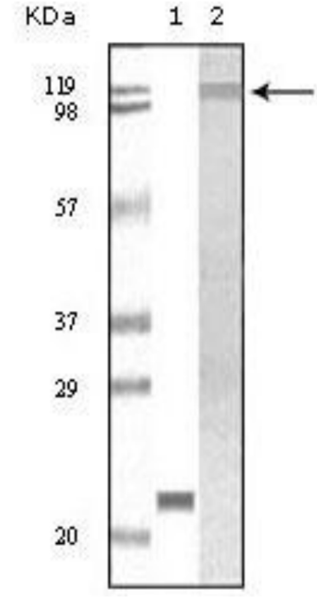 Fig.1 WB analysis. (Creative Biolabs Original)