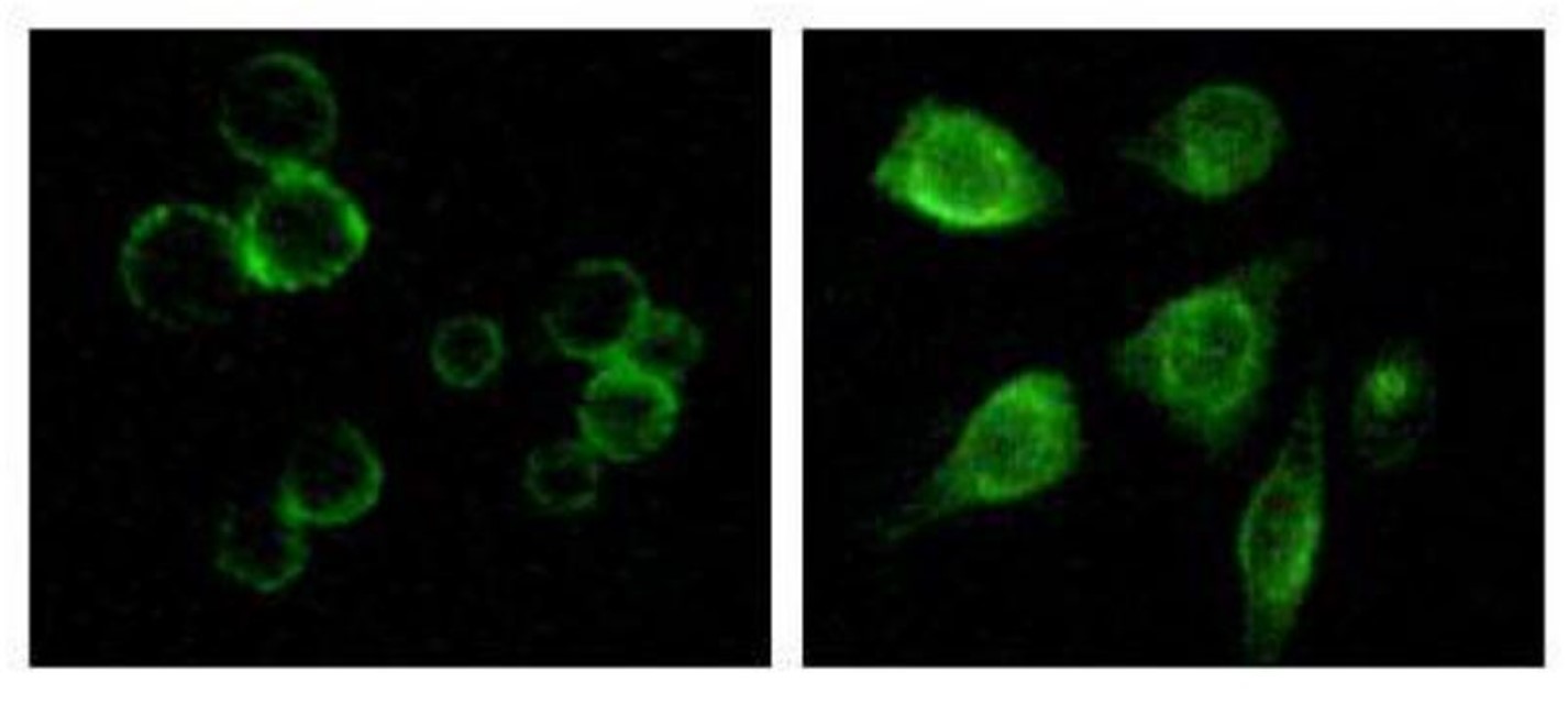 Fig.5 IF analysis. (Creative Biolabs Original)
