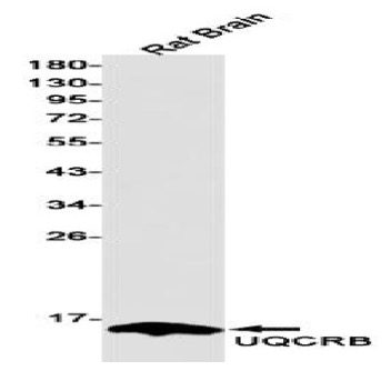 Fig.1 WB analysis. (Creative Biolabs Original)
