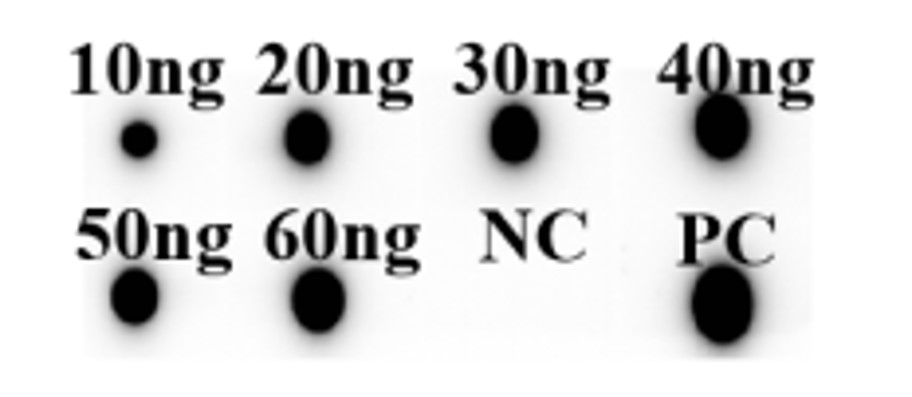 Fig.3 DB analysis. (Creative Biolabs Original)