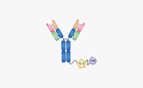 Antibody-Cytokine Fusion Production Services