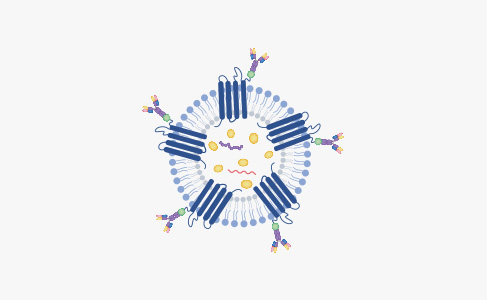 Antibody-Extracellular Vesicle Development Solutions