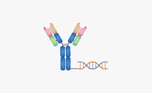 Antibody-Oligonucleotide Conjugate Development Services