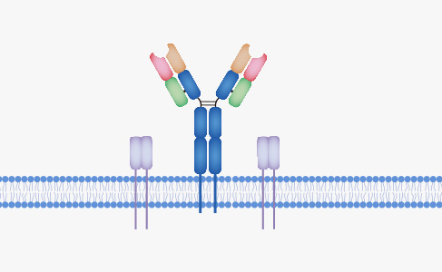 B Cell Receptor (BCR) Production and QC Service