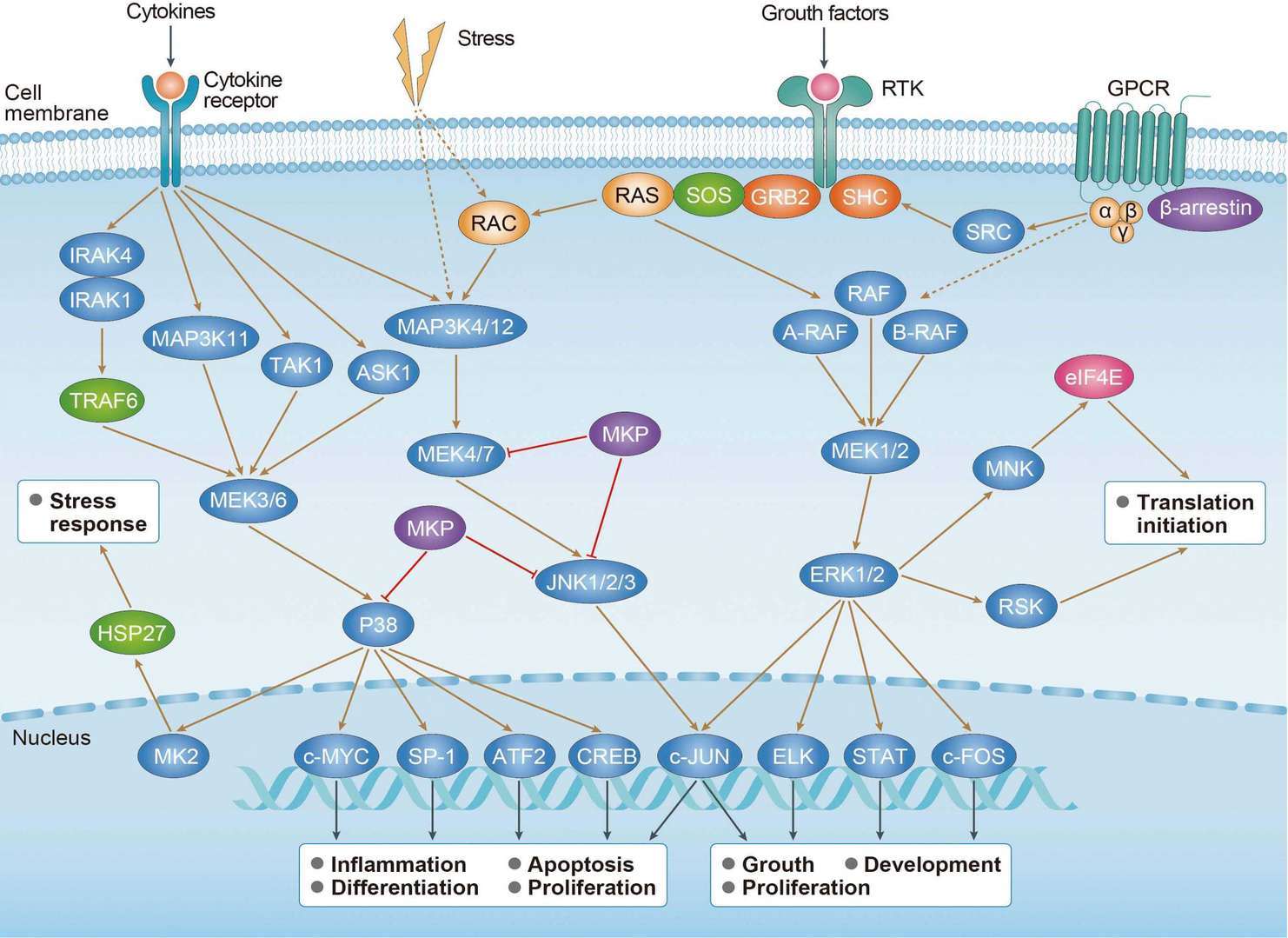 cAMP Signaling Pathway