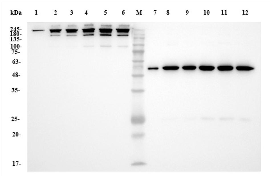 Ongoing cell culture process within the WAVE® Bioreactor (Creative Biolabs Original)