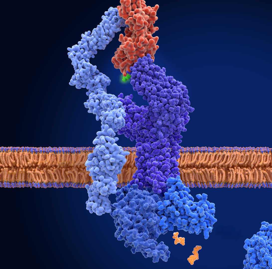 B Cell/T Cell Receptors (BCR/TCR)