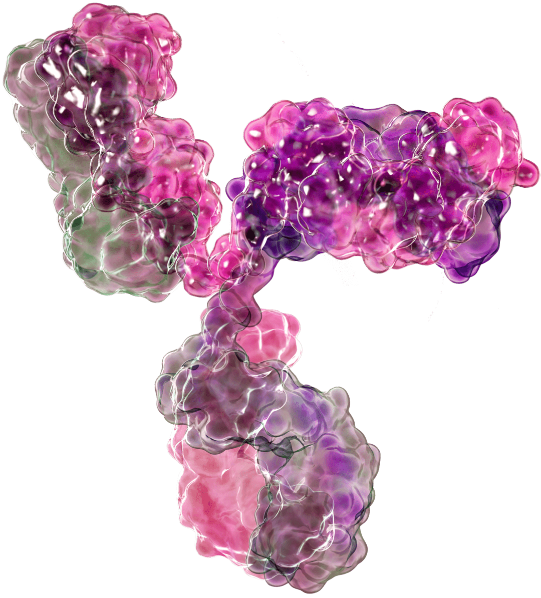 High-Throughput Monoclonal Antibody Discovery