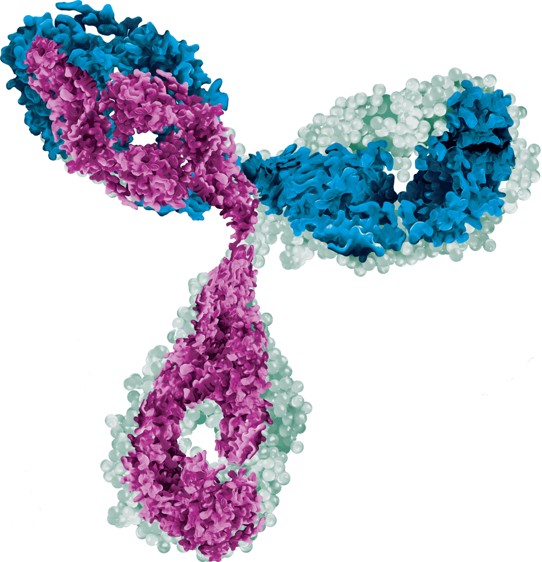 Bispecific Antibody Development