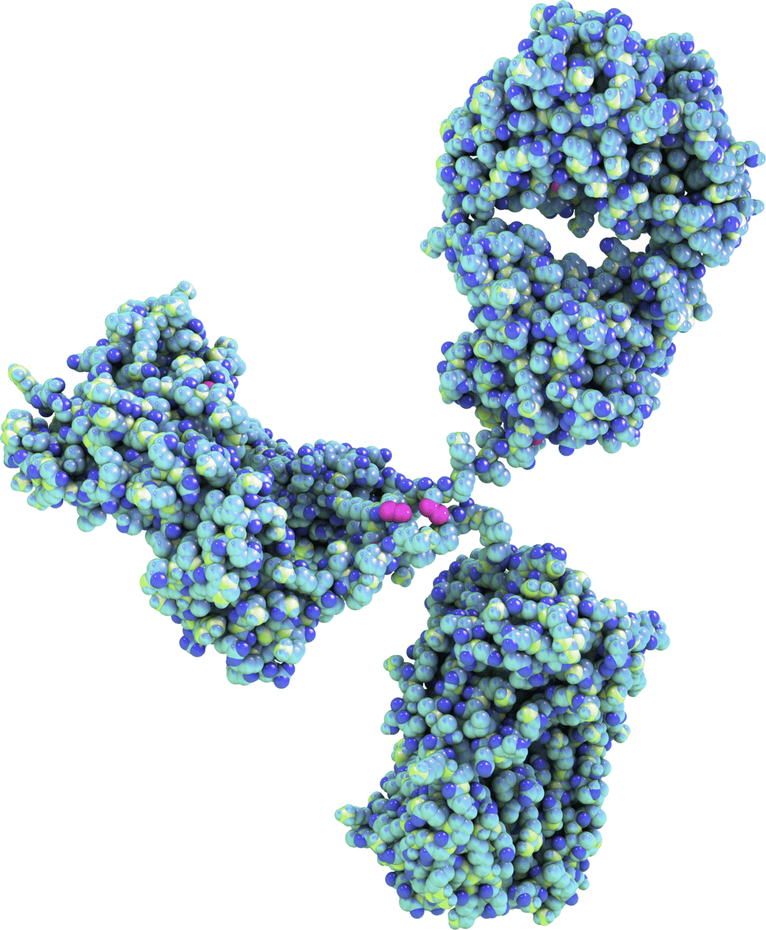 High-Throughput Monoclonal Antibody Discovery