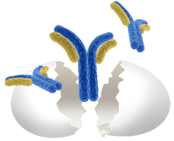 Chicken IgY Antibody