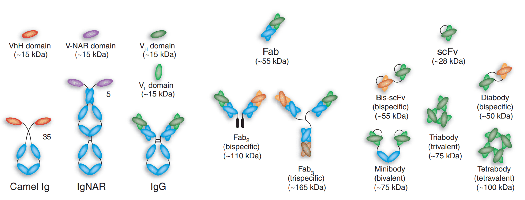 Schematic illustration of production of the plant-derived anti-HER2 VHH-FcK antibody.