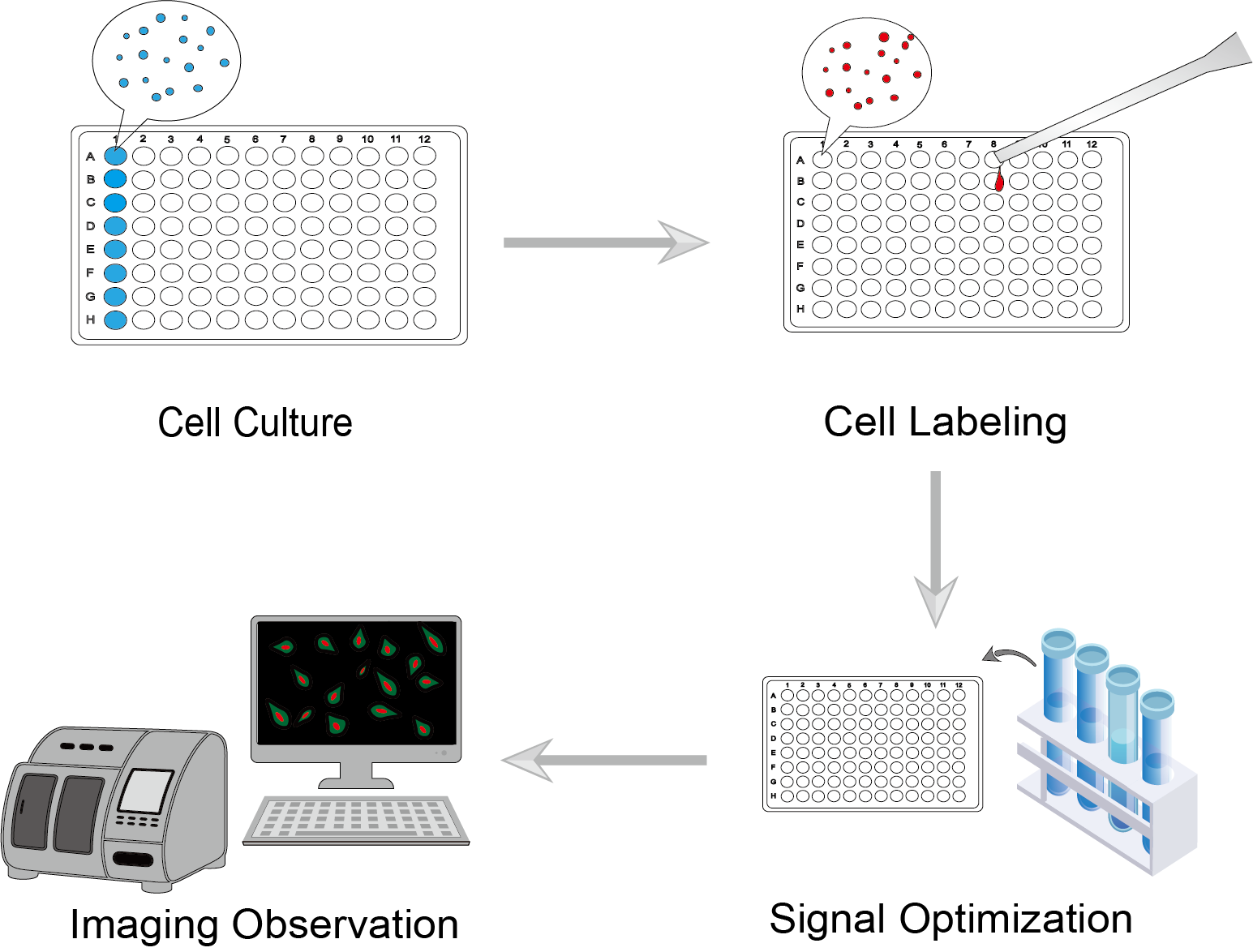  Live cell imaging Procedure. (Creative Biolabs)