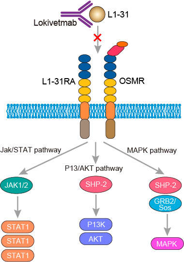 Mechanism of action of lokivetmab