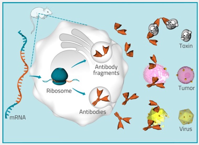 mRNA Encoded Antibodies