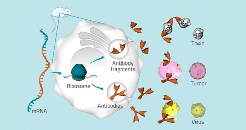 mRNA Encoded Antibodies