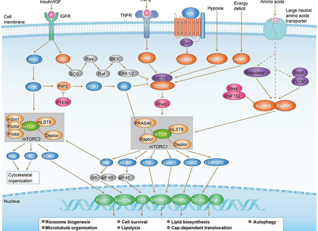 mTOR Signaling Pathway