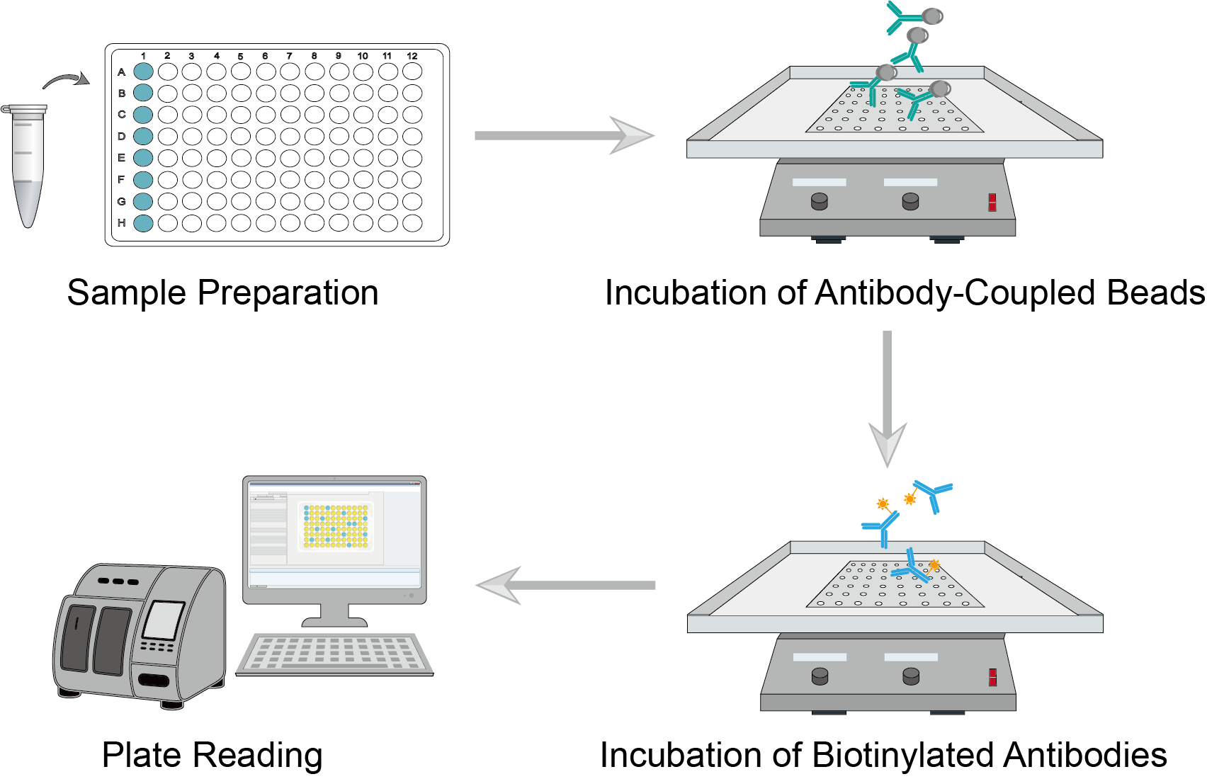  Live cell imaging Procedure. (Creative Biolabs)