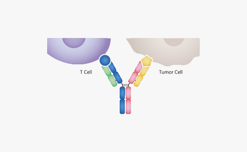 Multispecific Antibody Production Services