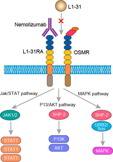 Mechanism of action of Nemolizumab