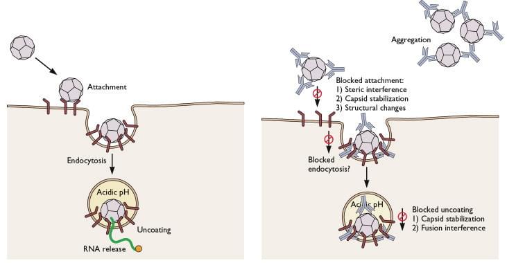 Neutralizing Antibodies