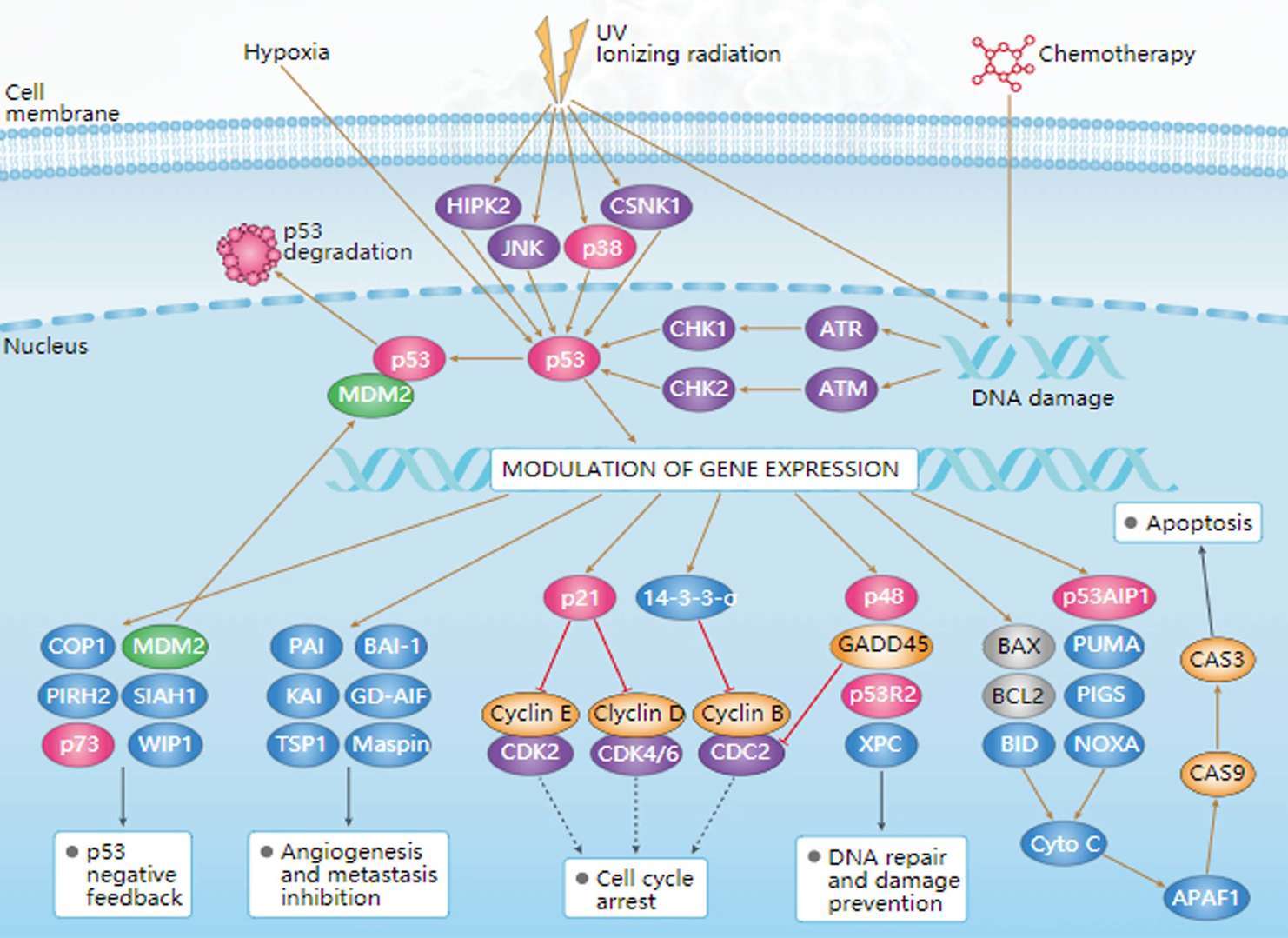 p53 Signaling Pathway