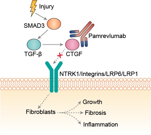 Mechanism of action of pamrevlumab