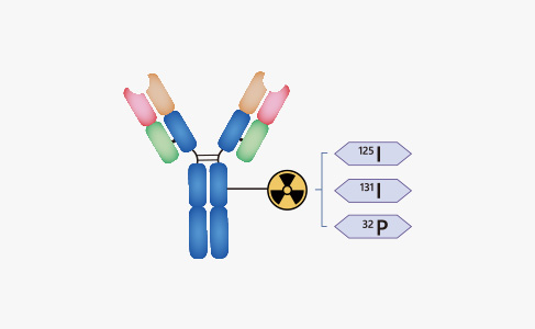 Radioisotope Labeled Antibody Production Services