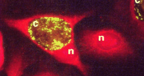 scFv Fragment Antibody