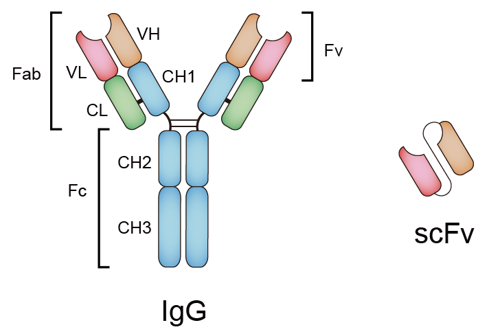 scFv Fragment Antibody