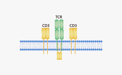 Soluble T Cell Receptor (TCR) Production and QC Service