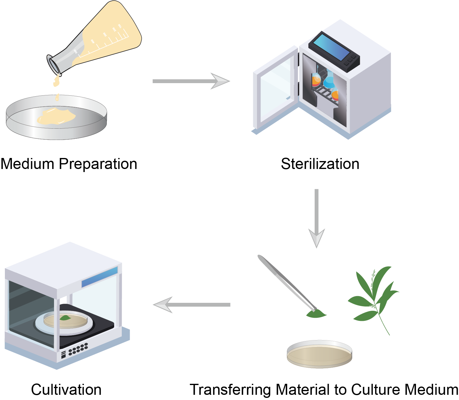 Tissue Culture Procedure. (Creative Biolabs)