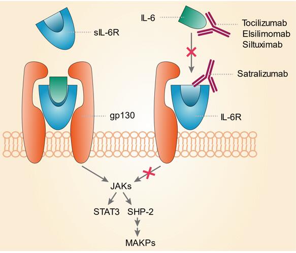 Mechanism of action of tocilizumab