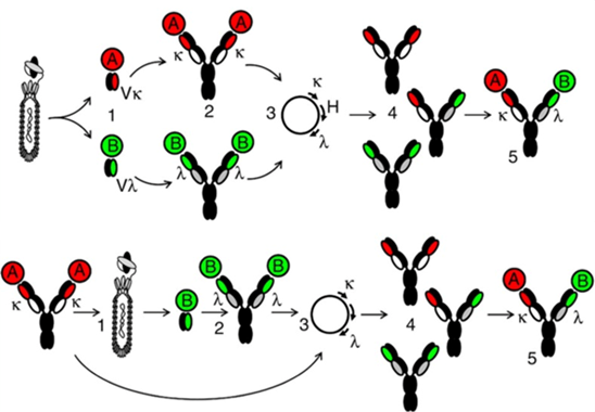 Schematic diagram of the synthesis of κλ-body