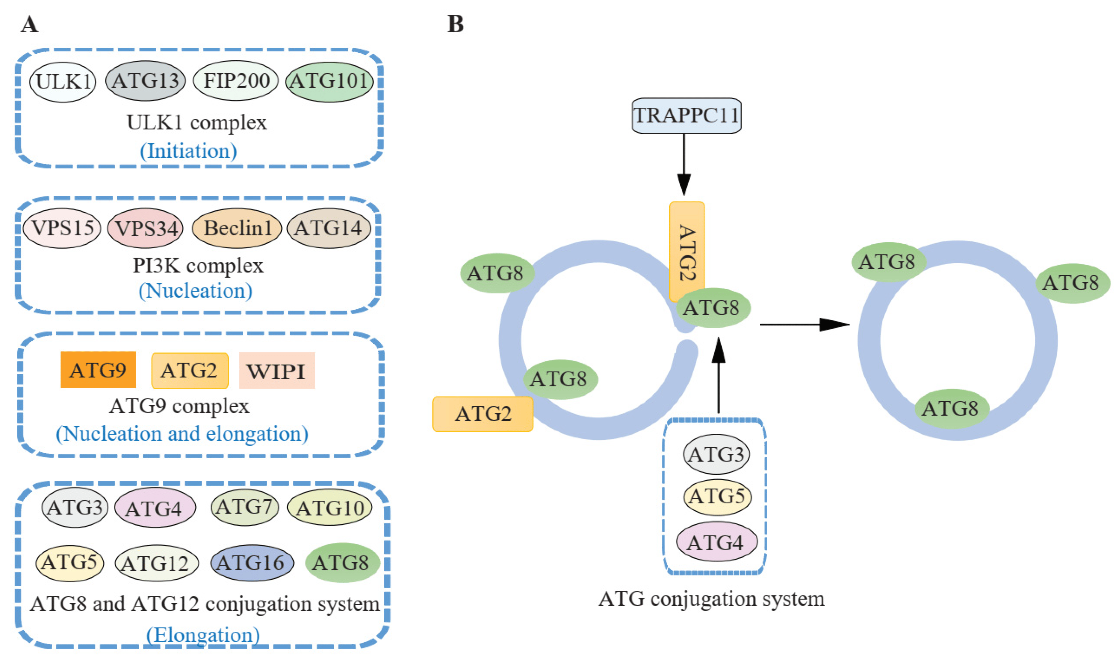 Figure 3 ATG proteins involved in autophagosome closure. (Jiang, 2021)