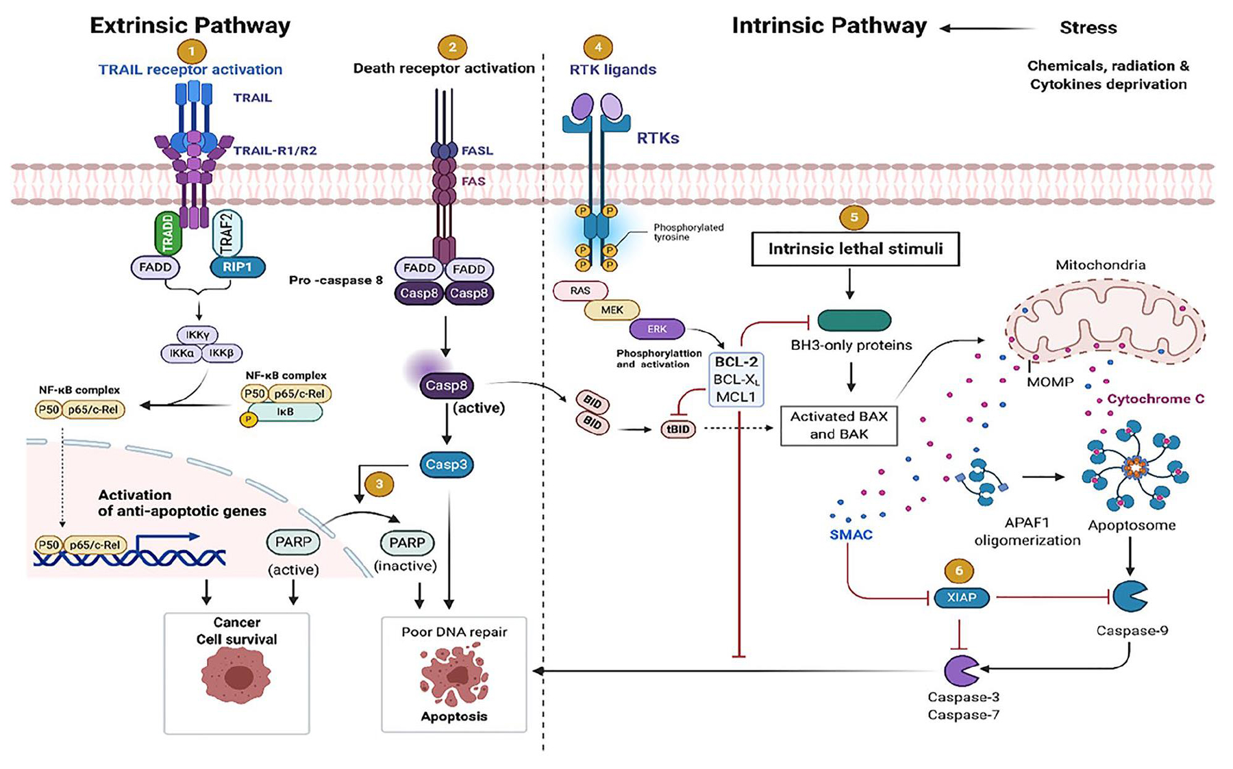 Figure 1 Mechanism of apoptosis and alteration of its pathways in cancer. (Das, 2021)