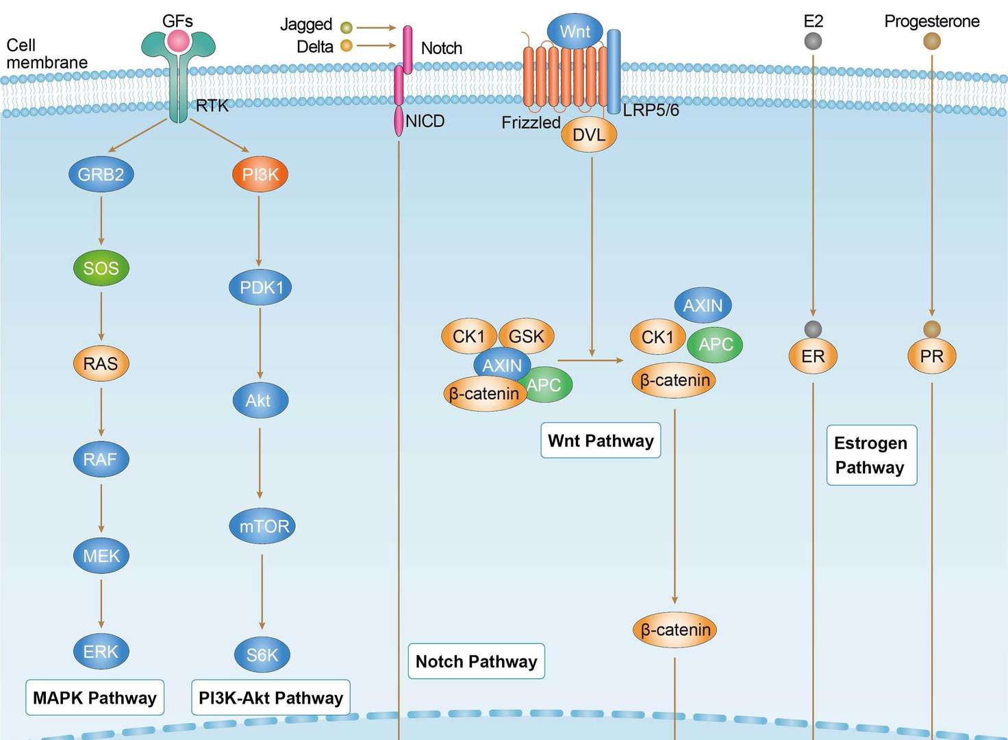 Breast Cancer Overview - Pathways, Diagnosis, Targeted Therapies