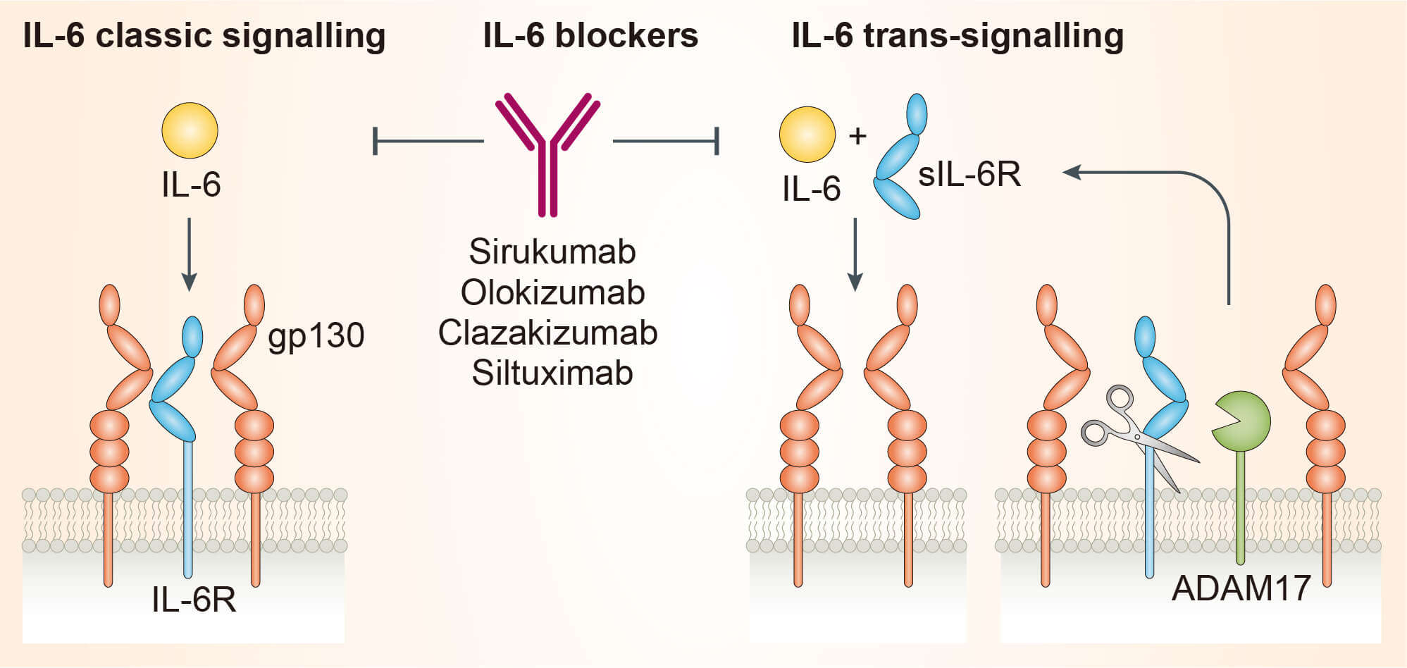 Schematic representation of olokizumab mechanism. (Creative Biolabs Original)