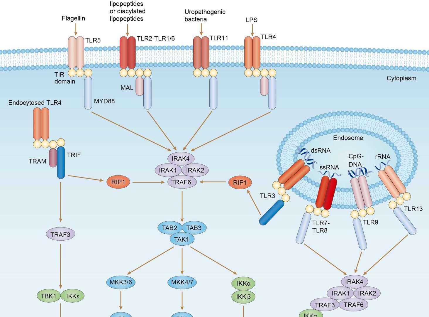 TLR Signaling Pathway